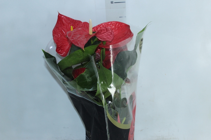 <h4>ANTHURIUM MICHIGAN P17 PREMIUM</h4>
