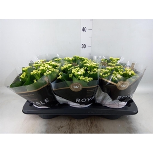 Kalanchoe blos. 'RosDon Dione'