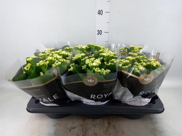 <h4>Kalanchoe blos. 'RosDon Dione'</h4>