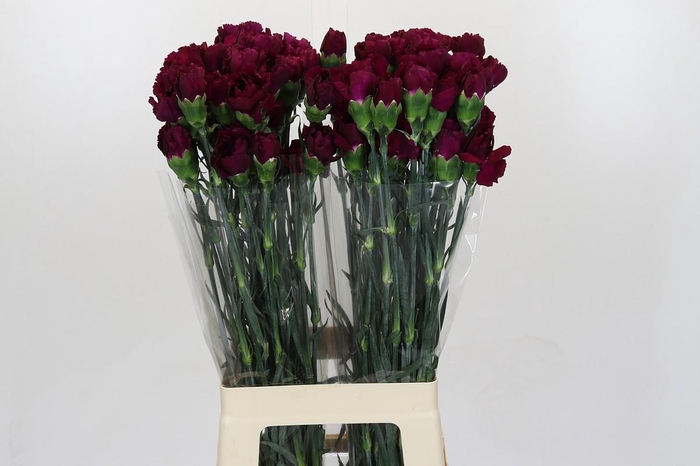 <h4>Dianthus St Purple Damascus</h4>