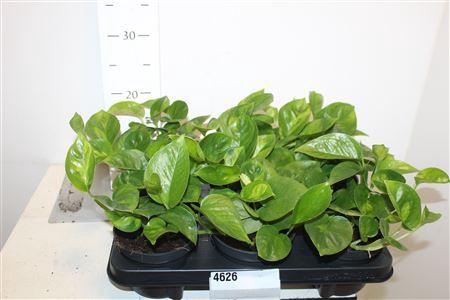 <h4>Epipr Global Green</h4>