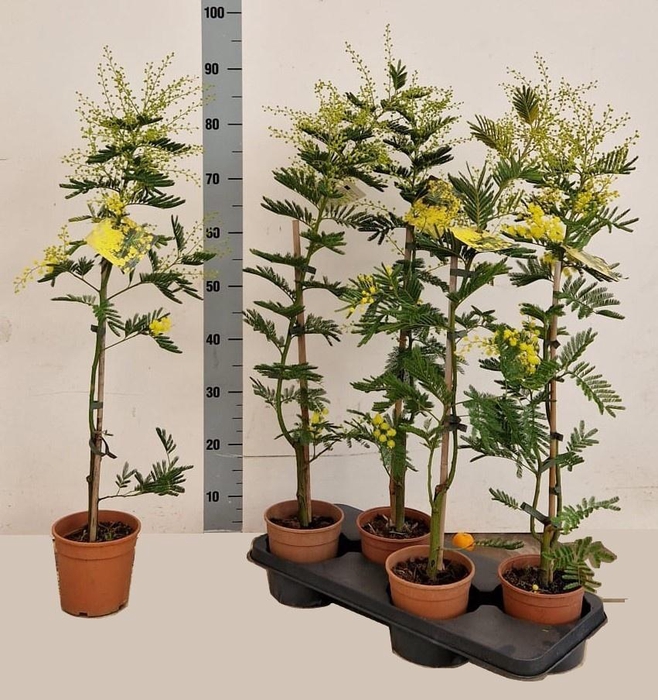 <h4>ACACIA PARADOXA</h4>