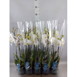 Phalaenopsis   ...