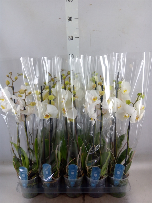 <h4>Phalaenopsis   ...</h4>