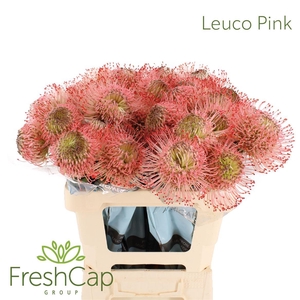 Leuco Pink