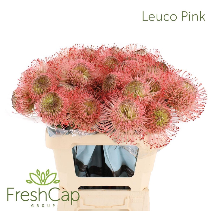<h4>Leuco Pink</h4>
