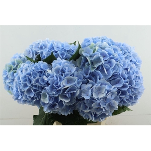Hydr M Verena Blue 80-22