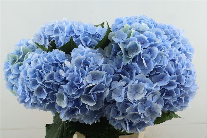 <h4>Hydr M Verena Blue 80-22</h4>