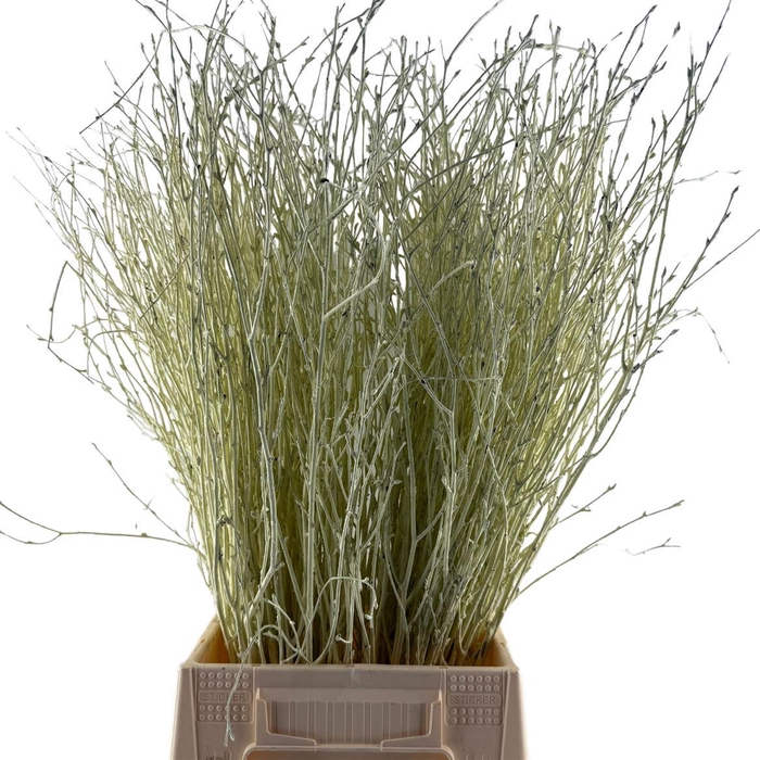 Birch 70cm Licht Geel