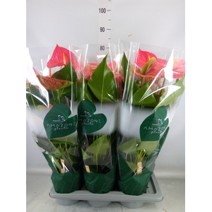 Anthurium andr. 'Colorado'