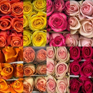 R Eq Mix Box Playa Bl,purple Moon,stardust,sweet U