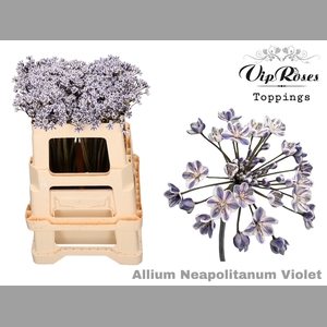 ALLIUM NEAPOLITANUM VIOLET L55cm