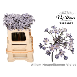 Allium Neapolitanum Violet L55cm