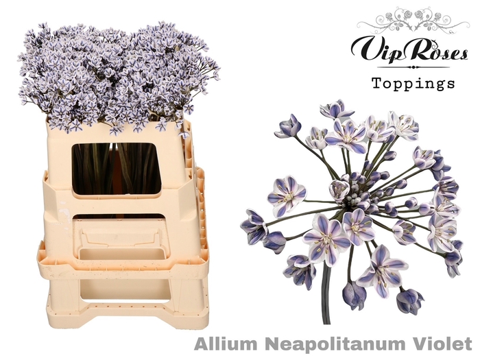 <h4>Allium Neapolitanum Violet L55cm</h4>