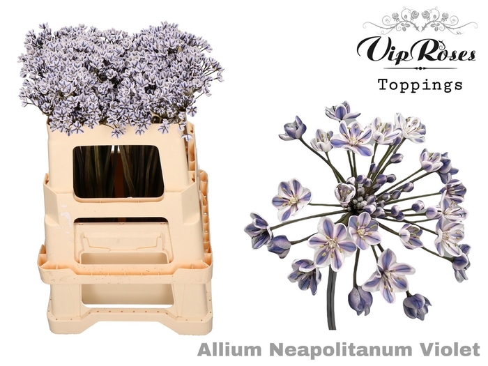 Allium Vip Neapolitanum Violet