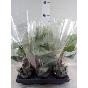 Philodendron   ...
