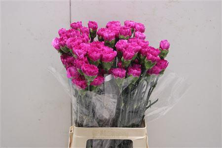 <h4>Di St Haiku</h4>