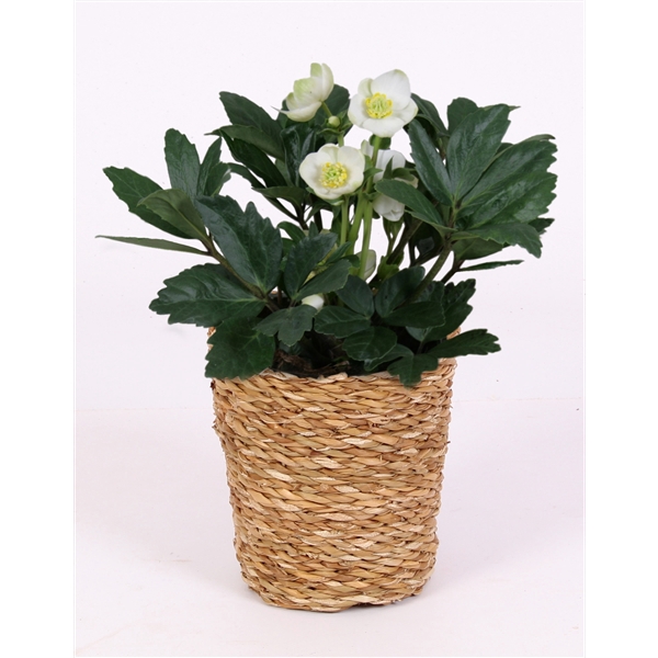 <h4>Helleborus niger 'Christmas Carol'</h4>