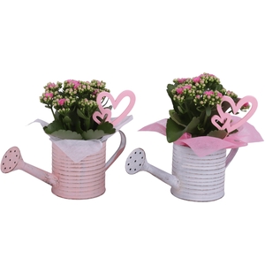 Mothersday Arr. Indoor Zinc Wateringcan Vintage Ø26cm 1PP