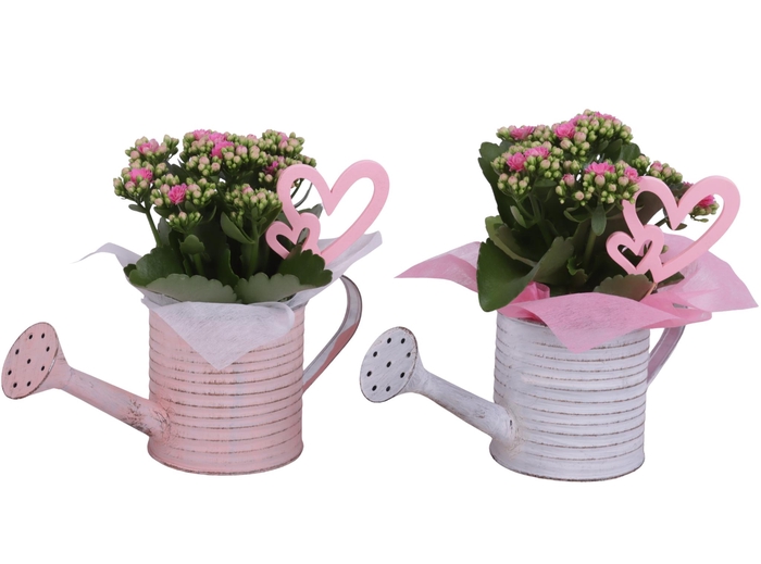 <h4>Mothersday Arr. Indoor Zinc Wateringcan Vintage Ø26cm 1PP</h4>