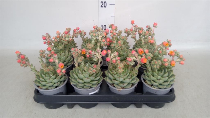 <h4>Echeveria gilva</h4>