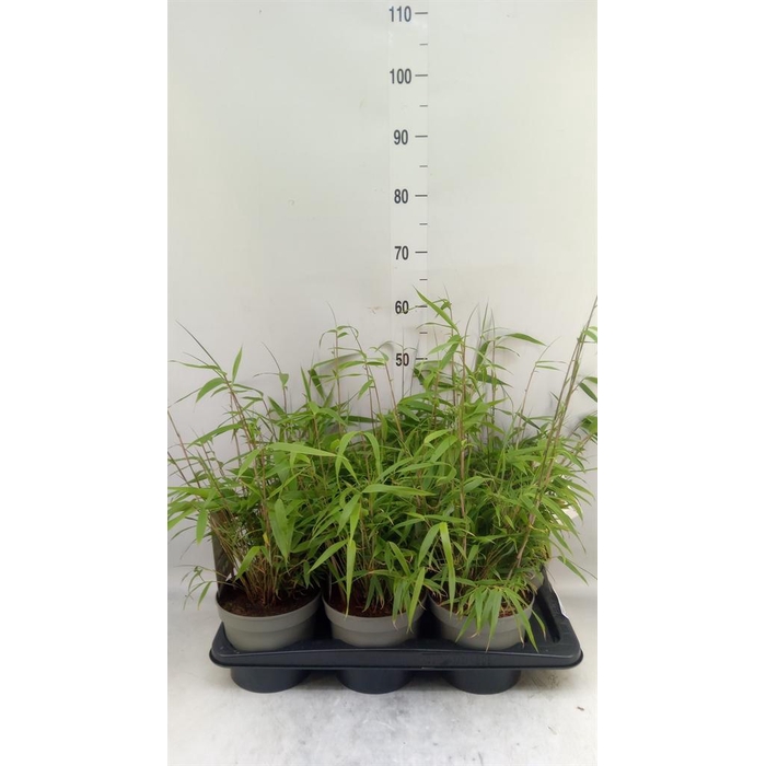 <h4>Fargesia   ...</h4>