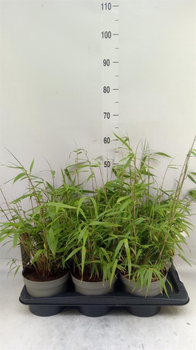 <h4>Fargesia   ...</h4>