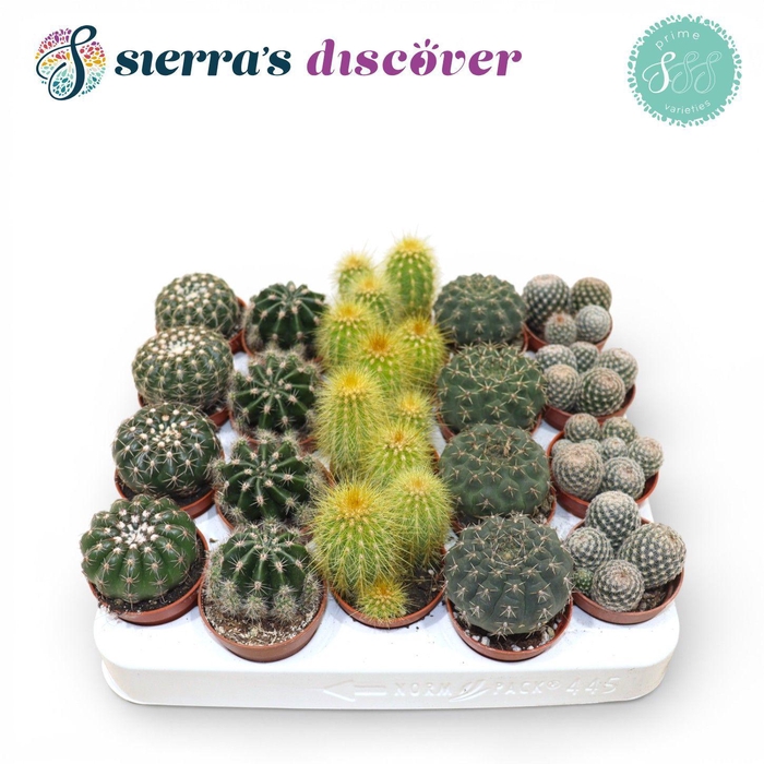 <h4>Sierra's® - Granada Cactus Mix (Prime)</h4>