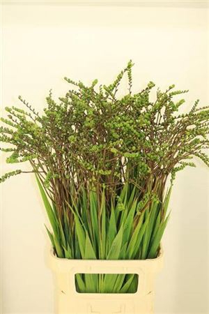 <h4>Crocosmia Bes Lucifer</h4>