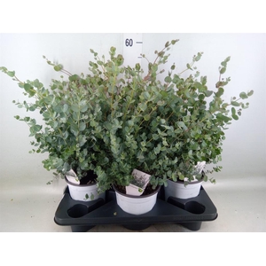 Eucalyptus gunnii