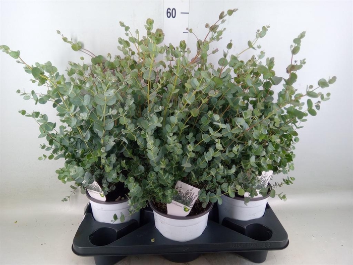 <h4>Eucalyptus gunnii</h4>