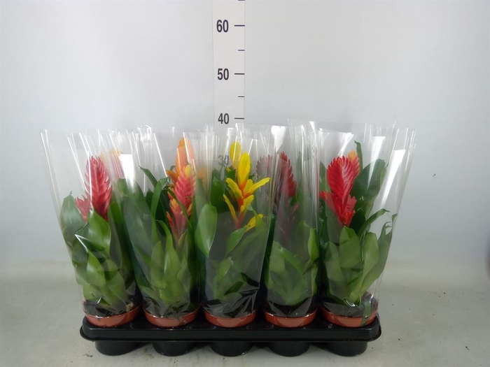 <h4>Vriesea   ...mix 6</h4>