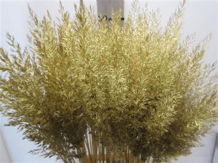 Calamagrostis Brachy Goud