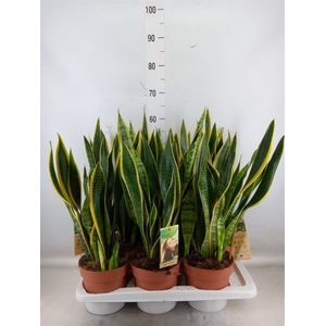Sansevieria trifa. 'Laurentii'