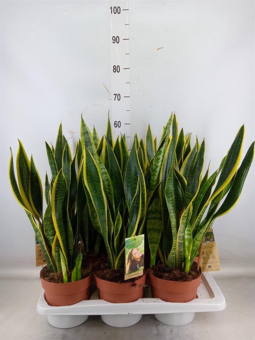 <h4>Sansevieria trifa. 'Laurentii'</h4>