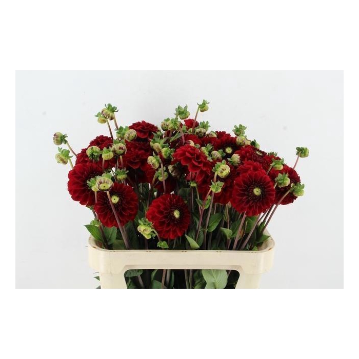 <h4>Dahl Bizon Rood</h4>