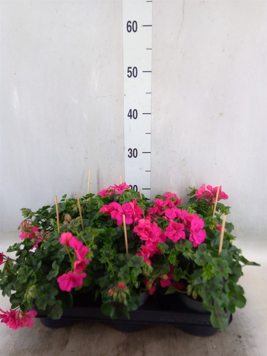 <h4>Pelargonium pelt.   ...</h4>