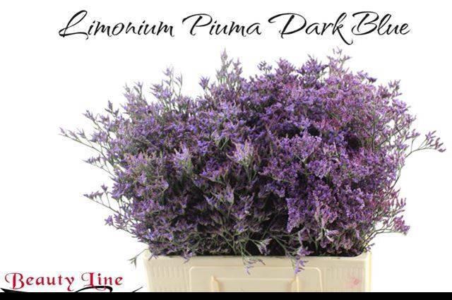 <h4>Lim Piuma Dark Blue</h4>