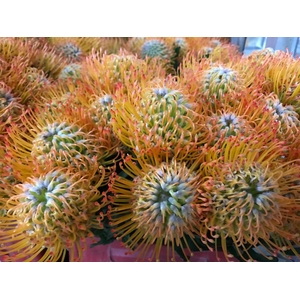 Leucospermum Ayoba Sun