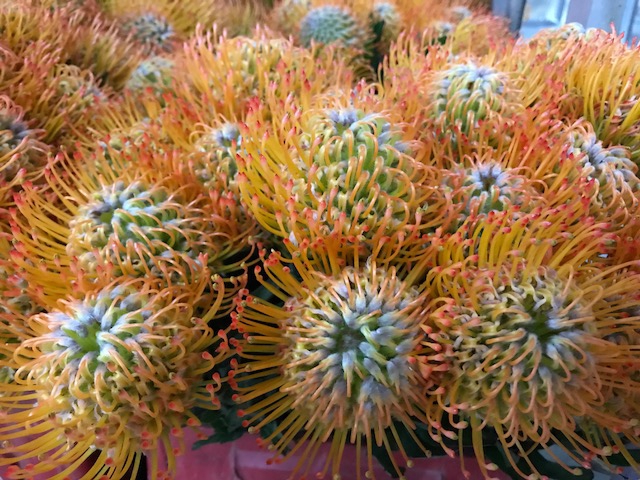 <h4>Leucospermum Ayoba Sun</h4>