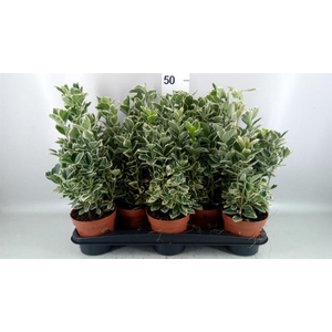 Euonymus fortunei 'Silver Queen'