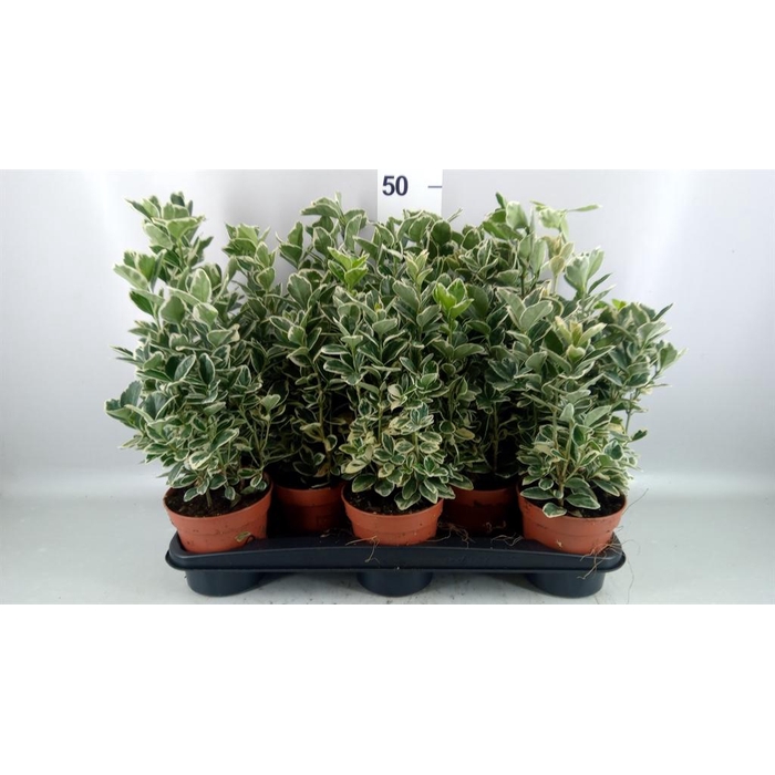 <h4>Euonymus fortunei 'Silver Queen'</h4>