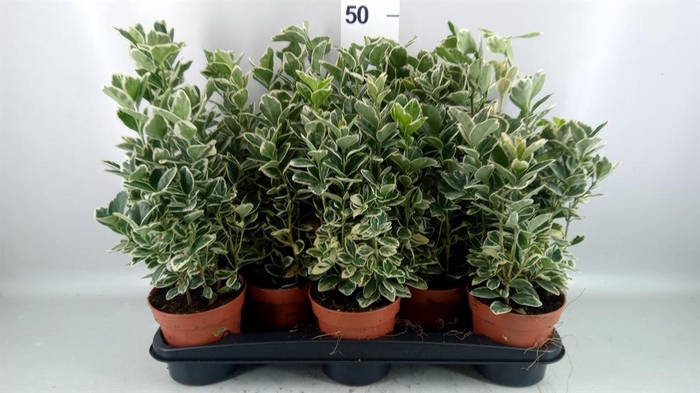 <h4>Euonymus fortunei 'Silver Queen'</h4>