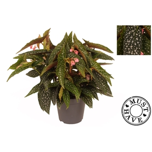 Begonia BD 'Double Dot'