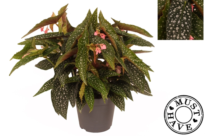 Begonia BD 'Double Dot'