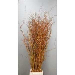 Salix Golden Curls 80 Cm