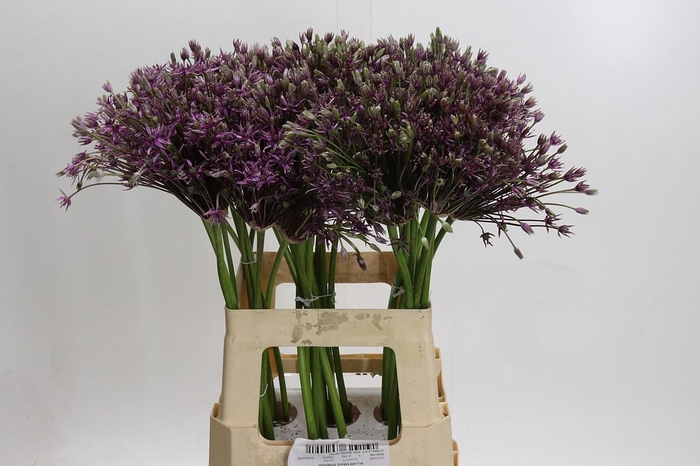 <h4>Allium Mercurius</h4>