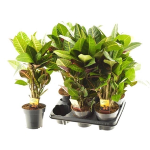 Codiaeum mix 14Ø 55cm 1pp