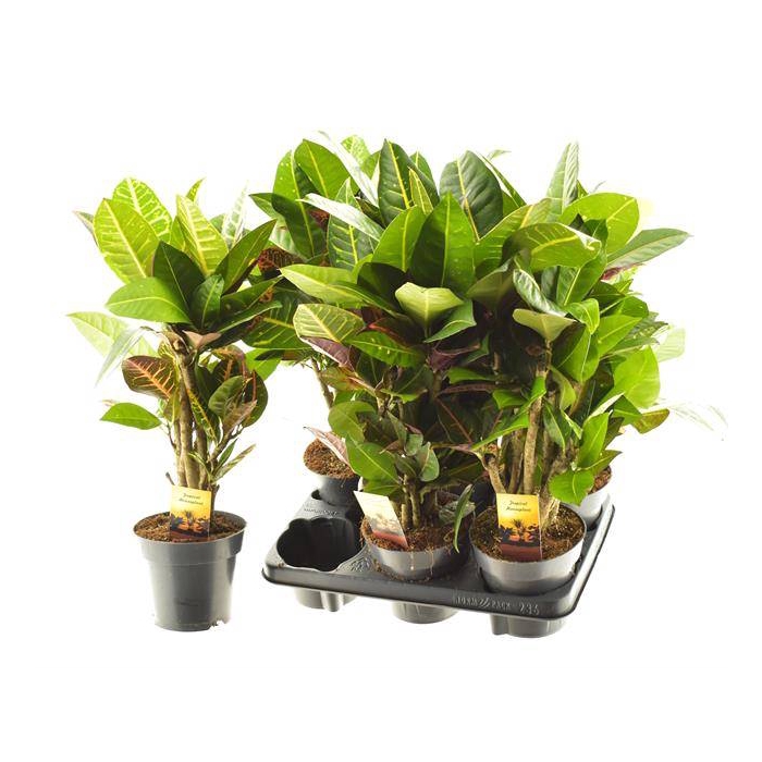 <h4>Codiaeum mix 14Ø 55cm 1pp</h4>