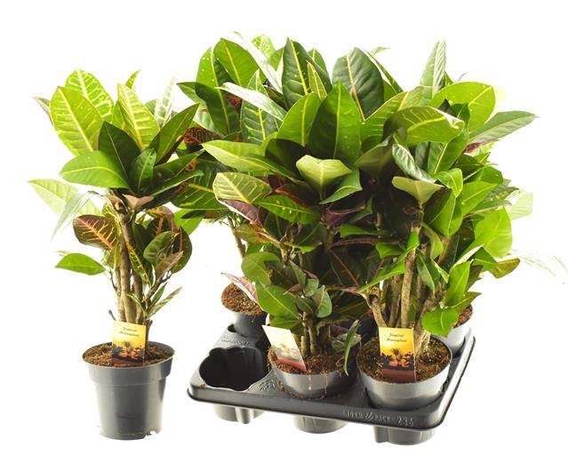 Codiaeum mix 14Ø 55cm 1pp